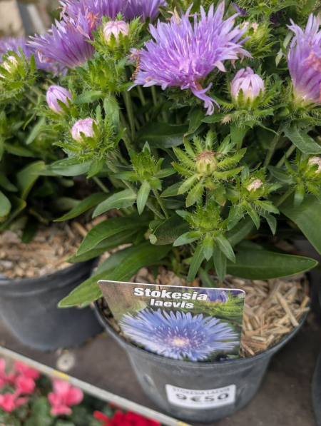 STOKESIA-LAEVIS-3 9€50