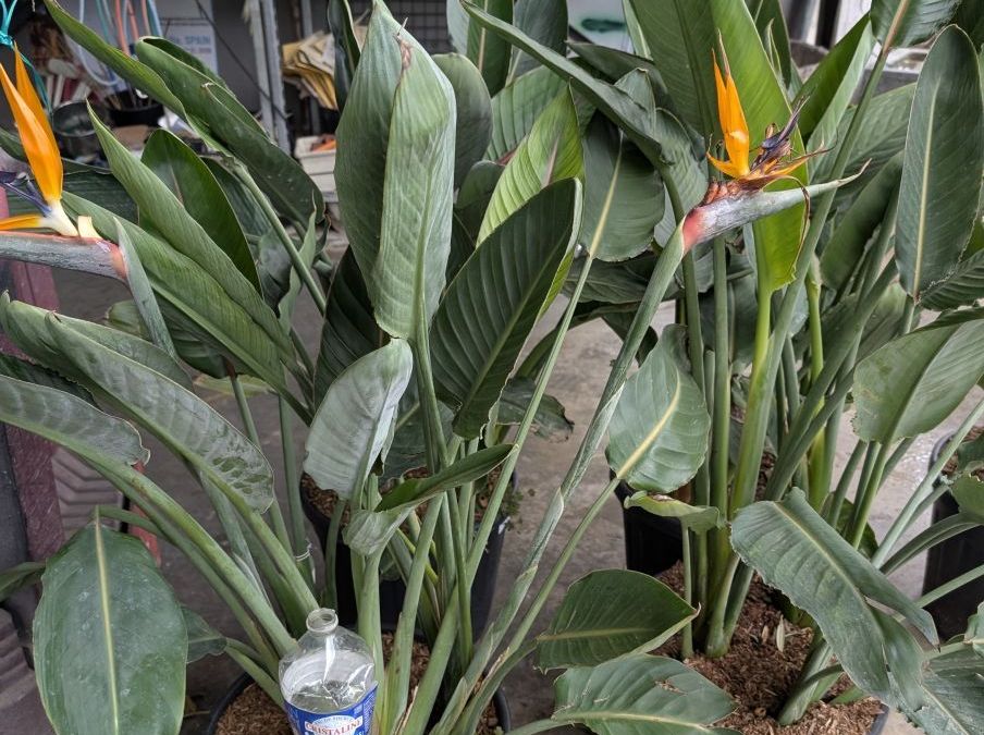 STRELIZIA-OISEAU-DE-PARADIS 99€