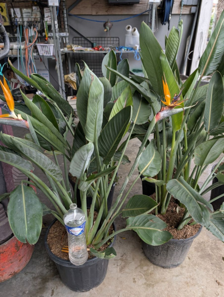 STRELIZIA-OISEAU-DE-PARADIS 99€