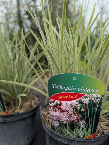 Tulbaghia violacea – Ail d’Afrique du Sud