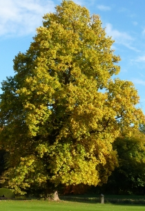 TULIPIER-DE-VIRGINIE-5