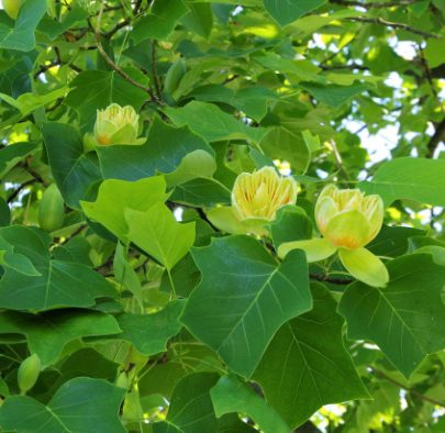 TULIPIER-DE-VIRGINIE-LIRIODENDRON-TULIPIFERA-Tulipier-de-Virginie