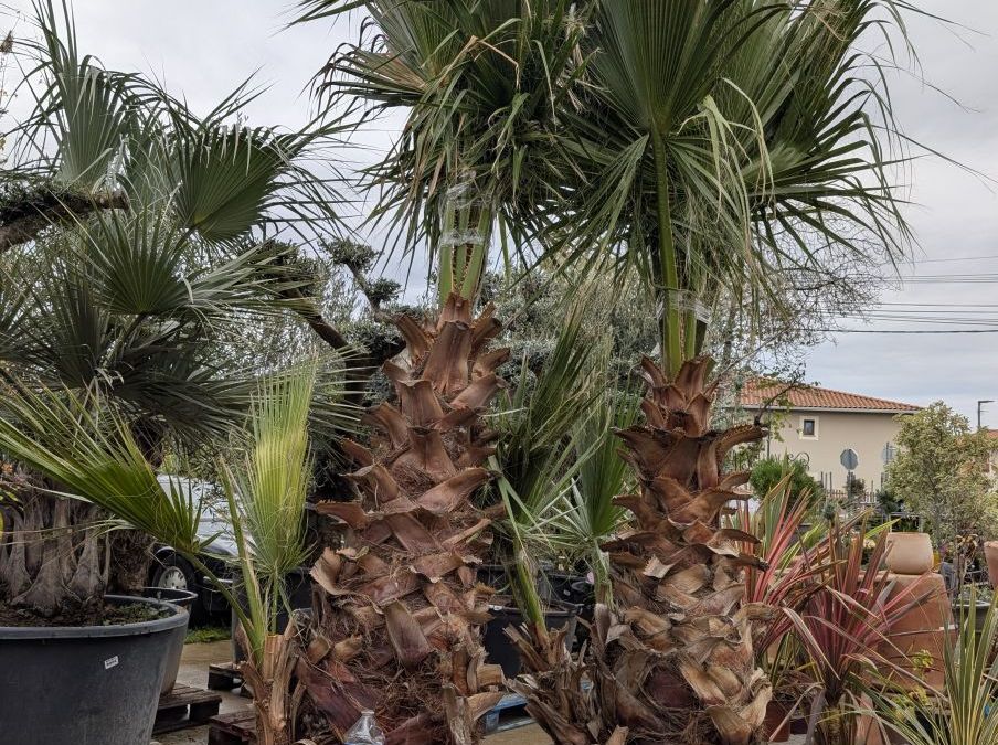 WASHINGTONIA ROBUSTA - PALMIER DE CALIFORNIE