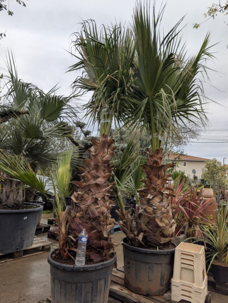 WASHINGTONIA ROBUSTA - PALMIER DE CALIFORNIE