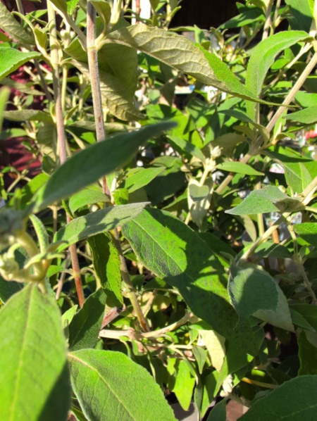 arbre-a-papillon 9€50