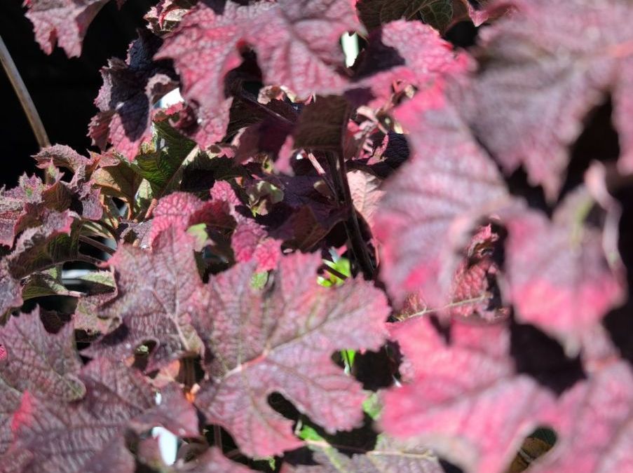 hortentia-a-feuille-de-chene