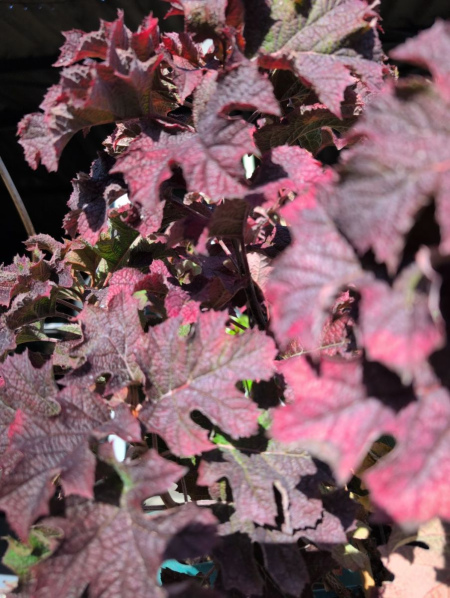 hortentia-a-feuille-de-chene