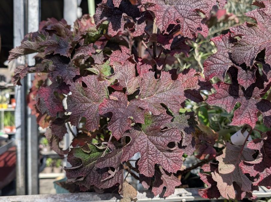 hortentia-a-feuille-de-chene