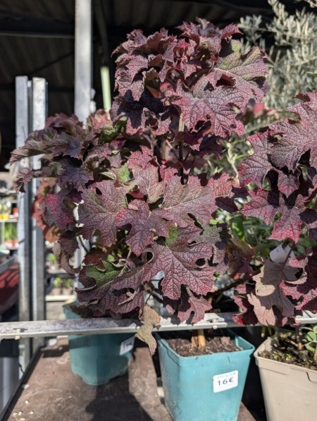 hortentia-a-feuille-de-chene