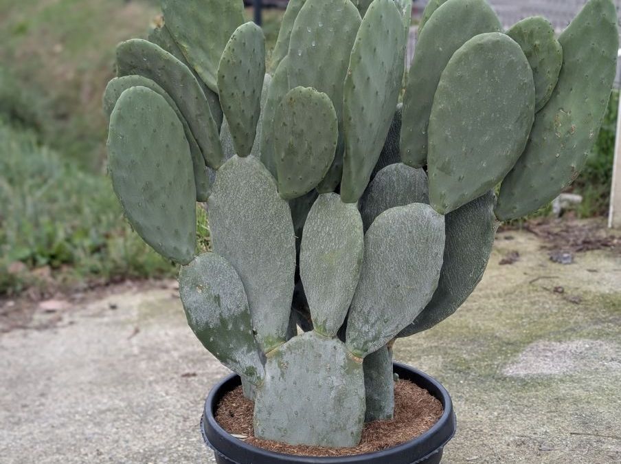 opuntia XXL   249€