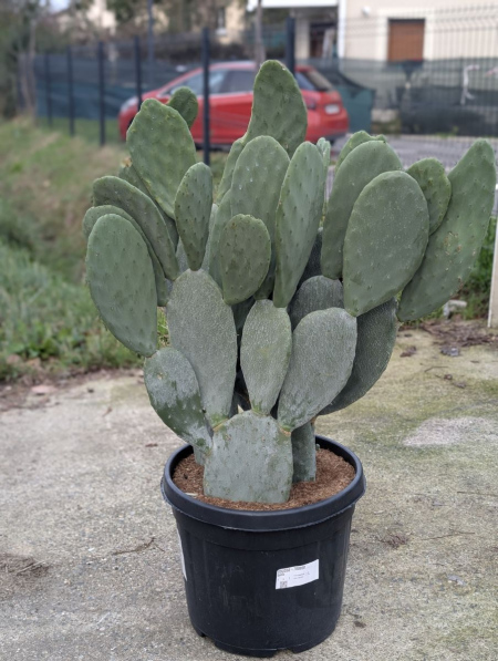 opuntia