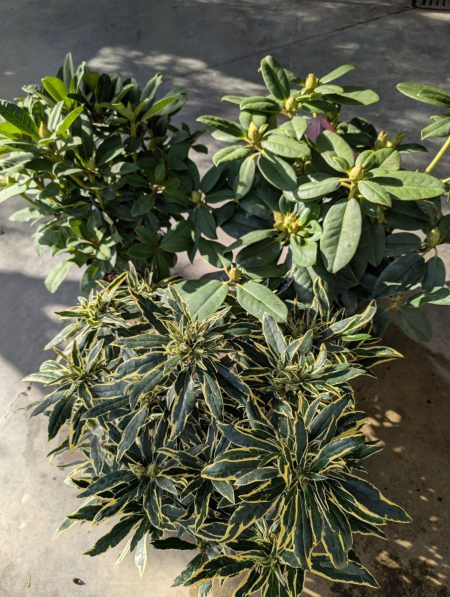 RHODODENDRONS 29€  Rempli de boutons