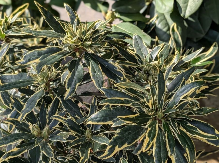 RHODODENDRONS 29€  Rempli de boutons