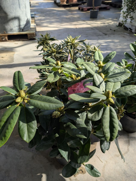 rohododendron-hybride 29€