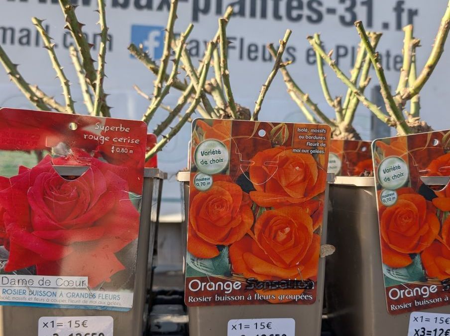 ROSIER x3 = 12€50 et x1=15€