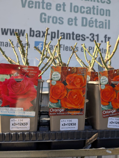 ROSIER x3 = 12€50 et x1=15€