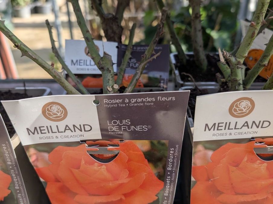 ROSIER x3 = 15€ et x1=17€50   VARIETÉS PROTÉGÉES