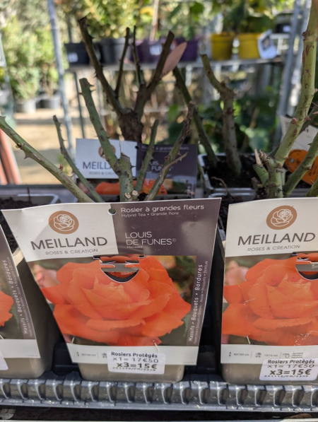 ROSIER x3 = 15€ et x1=17€50   VARIETÉS PROTÉGÉES