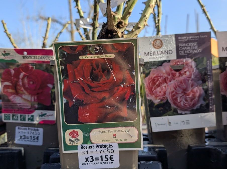 ROSIER x3 = 15€ et x1=17€50   VARIETÉS PROTÉGÉES