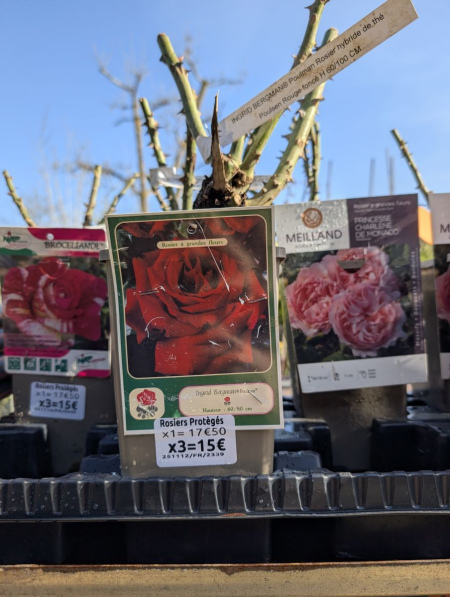 ROSIER x3 = 15€ et x1=17€50   VARIETÉS PROTÉGÉES
