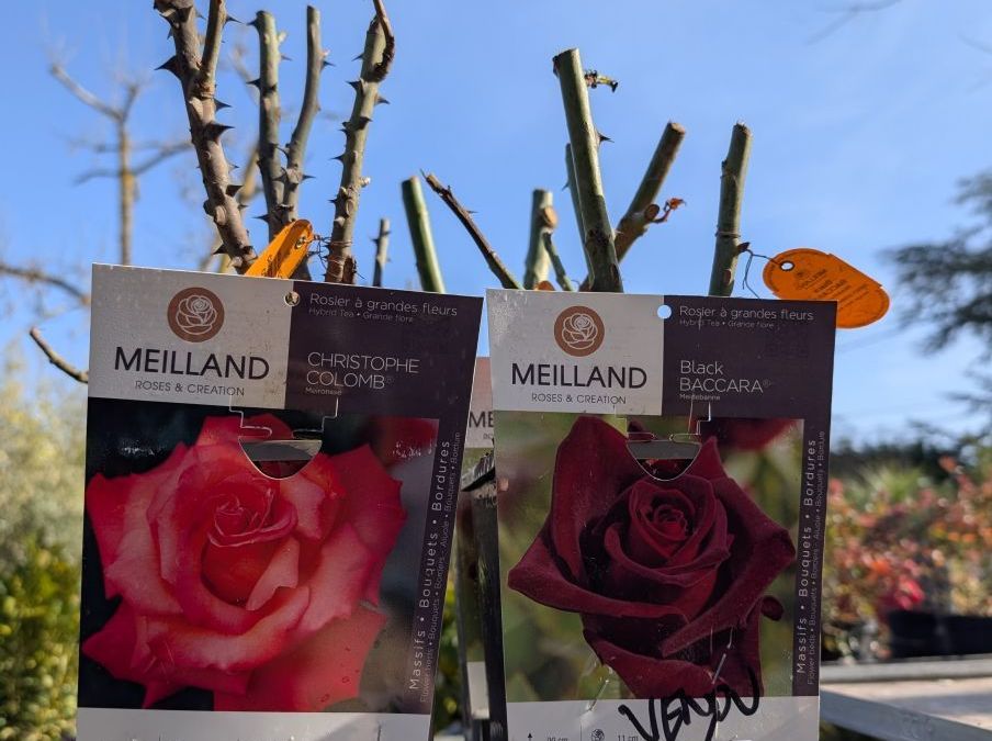 ROSIER x3 = 15€ et x1=17€50   VARIETÉS PROTÉGÉES