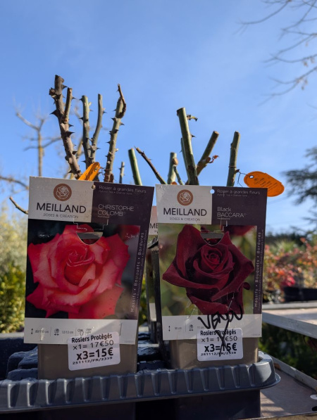 ROSIER x3 = 15€ et x1=17€50   VARIETÉS PROTÉGÉES