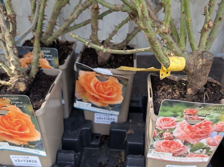 ROSIER x3 = 12€50 et x1=15€