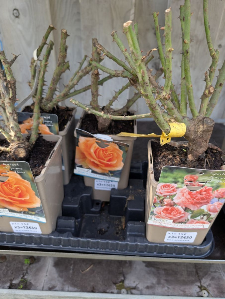 ROSIER x3 = 12€50 et x1=15€