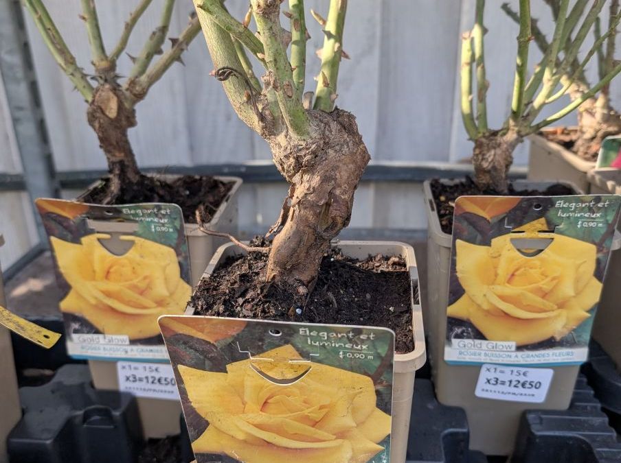 ROSIER x3 = 12€50 et x1=15€