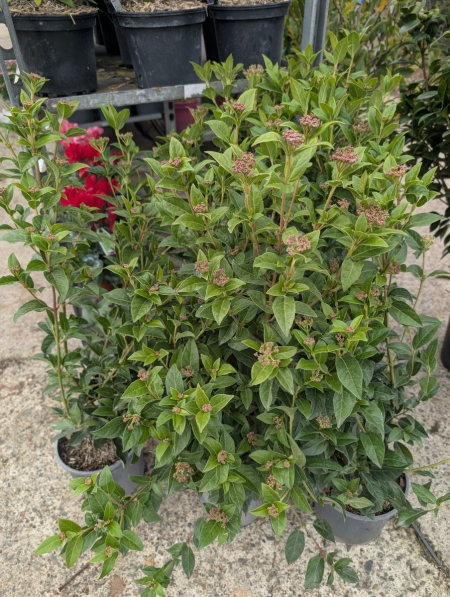 LAURIER-TIN   12€50