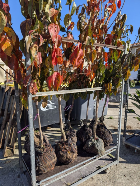 PLAQUEMINIER-KAKI-FUYU-MUSCAT PLAQUEMINIER-KAKI-FUYU-MUSCAT