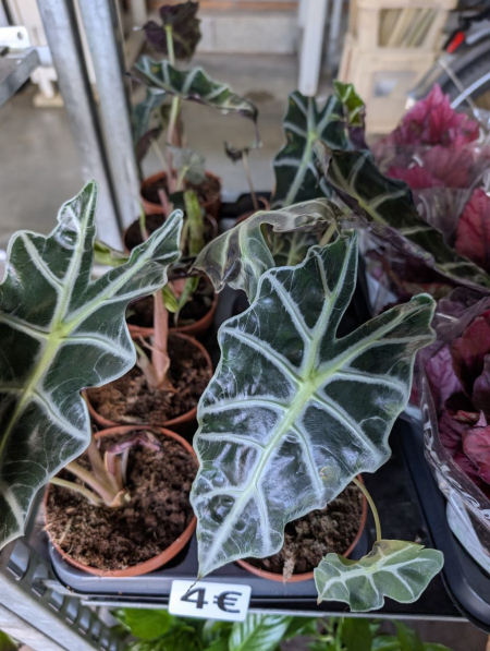 ALOCASIA ALOCASIA