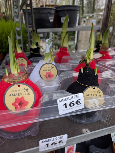 AMARYLLIS-BULBE-1 AMARYLLIS-BULBE-1