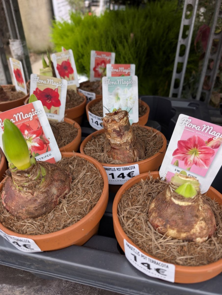 AMARYLLIS-BULBE-2 AMARYLLIS-BULBE-2