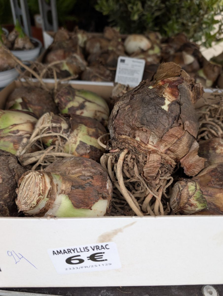 AMARYLLIS-BULBE-3 AMARYLLIS-BULBE-3