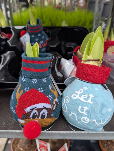 AMARYLLIS-ESPRIT-NOEL