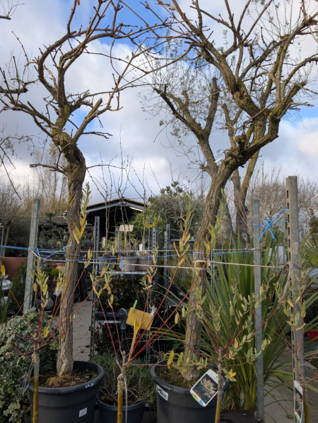 BIGNONE-EXTRA 129€