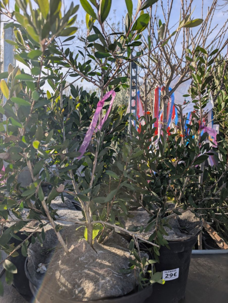 CALLISTEMON ROSE FUSHIA   29€