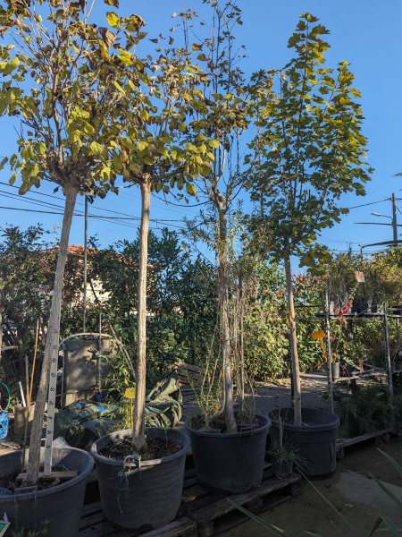 CATALPA-BOULE