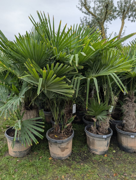 TRACHYCARPUS FORTUNEI MULTIRTONC  79€