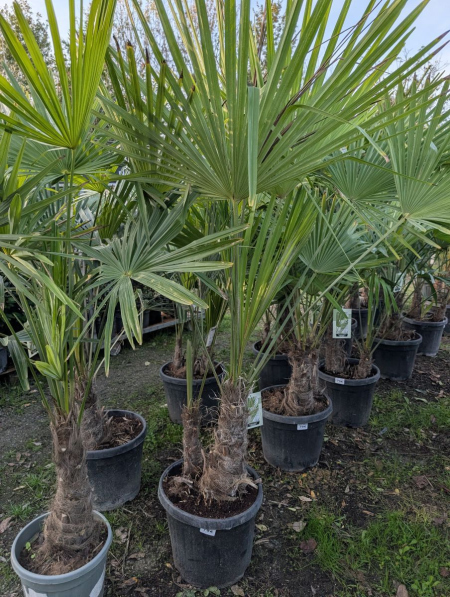 CHAMEAROPS-EXCELSA-MULTITRONC A partir de 79€