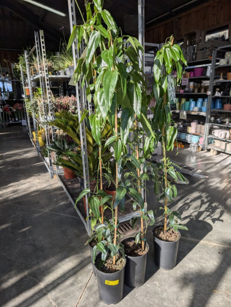 CLEMATITE-ARMANDII POT extra   39€