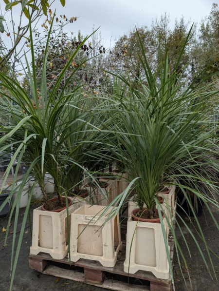 CORDYLINE-MULTI-TRONC 39€
