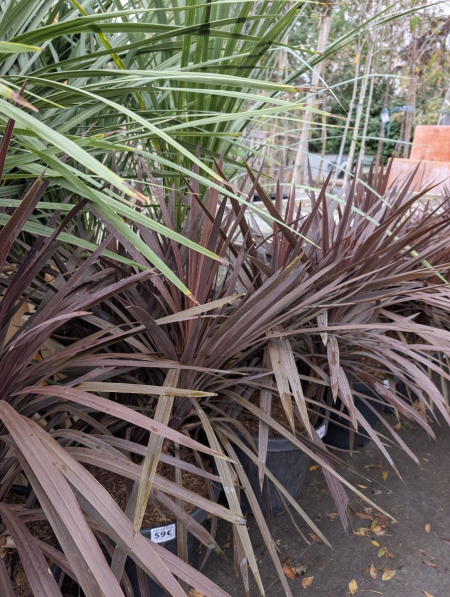 CORDYLINE-ROUGE-MULTI-TRONC  59€