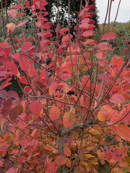 COTINUS-COGGYGRIA dès 19€