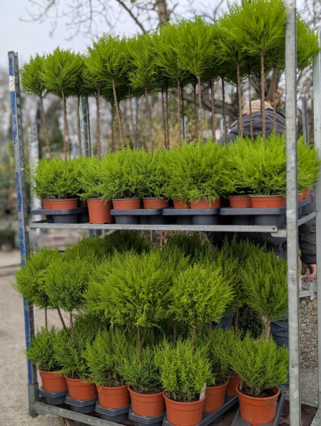 CUPRESSUS-GOLDCREST-BOULES-