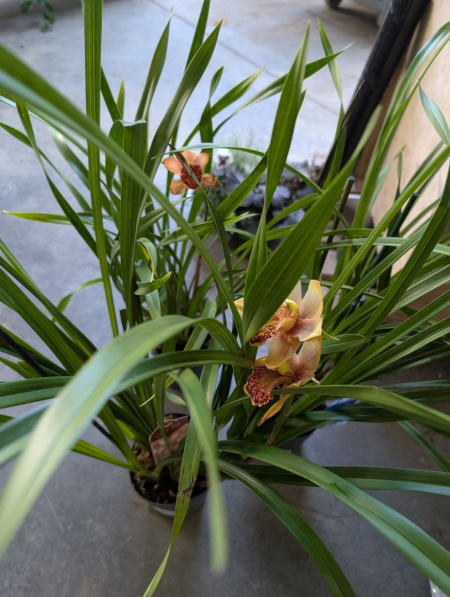 CYMBIDIUM