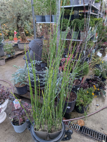 EQUISETUM-GROS LITRAGE 29€