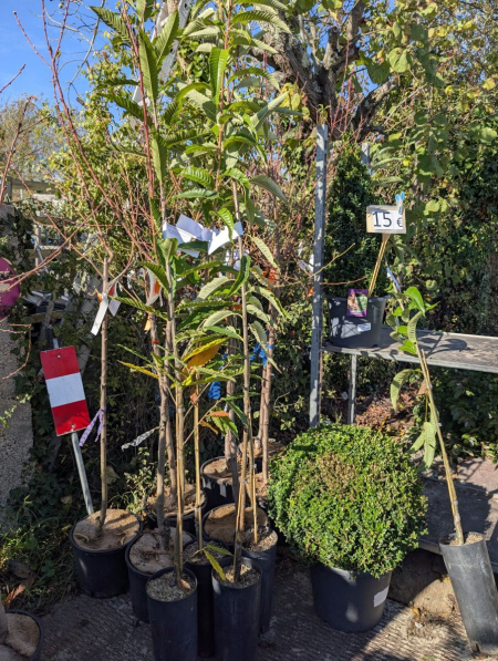 CHATAIGNER - CASTANEA SATIVA CHATAIGNER - CASTANEA SATIVA