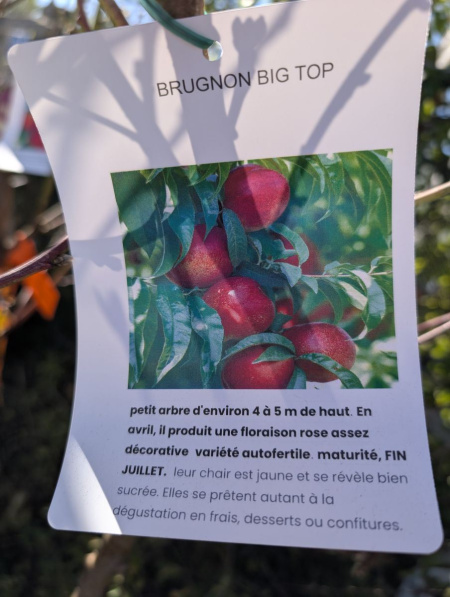 FRUITIER-BRUGNON-BIG-TOP FRUITIER-BRUGNON-BIG-TOP